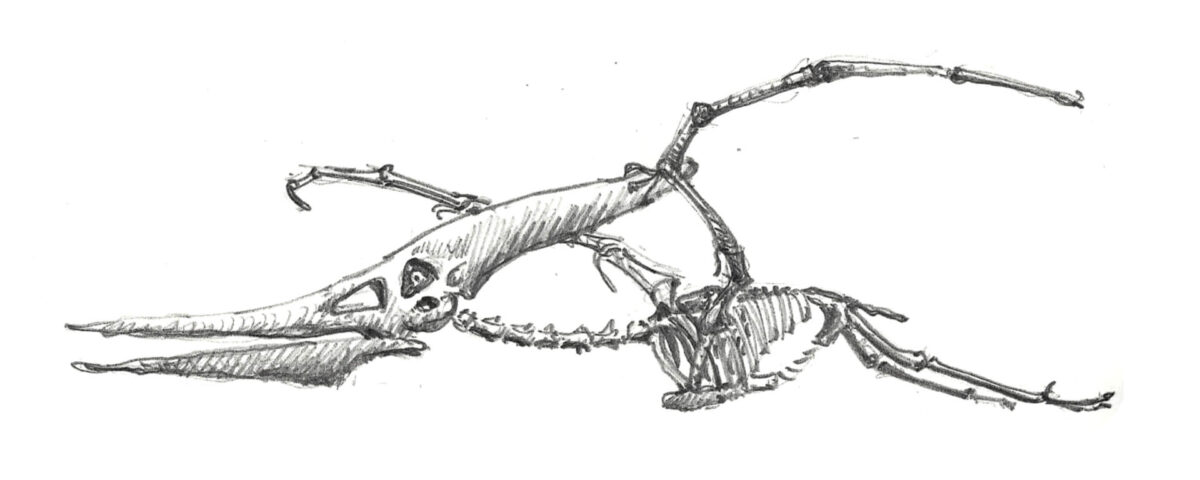 Pteranodon, Paläontologisches Museum München / Gero, 2026