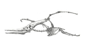 Pteranodon, Paläontologisches Museum München / Gero, 2026