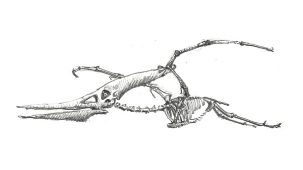 Pteranodon, Paläontologisches Museum München / Gero, 2026