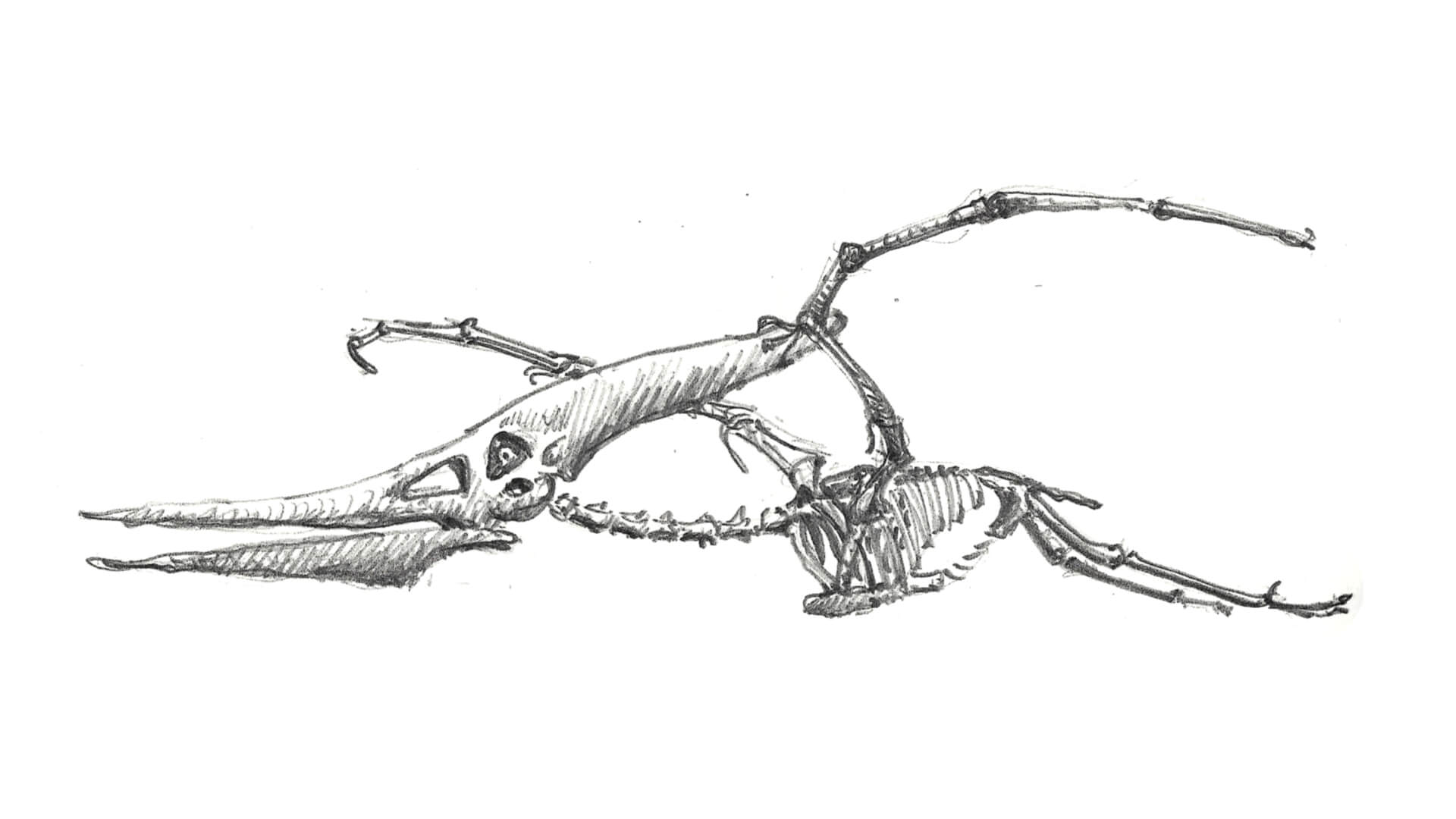 Pteranodon, Paläontologisches Museum München / Gero, 2026