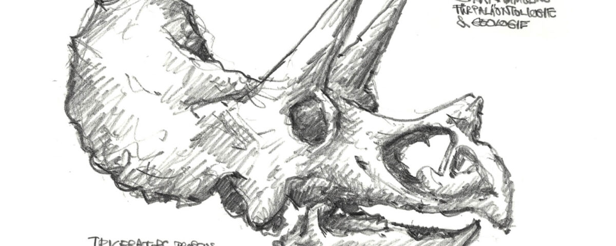 Triceratops, Paläontologisches Museum München / Gero, 2026