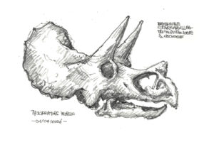 Triceratops, Paläontologisches Museum München / Gero, 2026