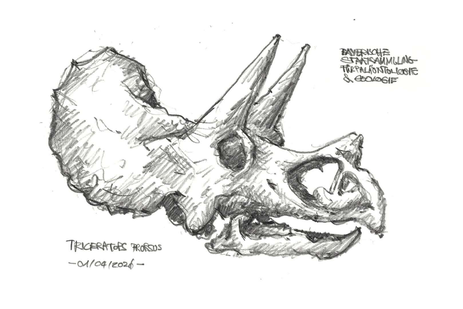 Triceratops, Paläontologisches Museum München / Gero, 2026
